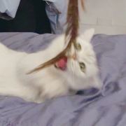 司藏__
