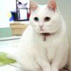 猫猫猫毛